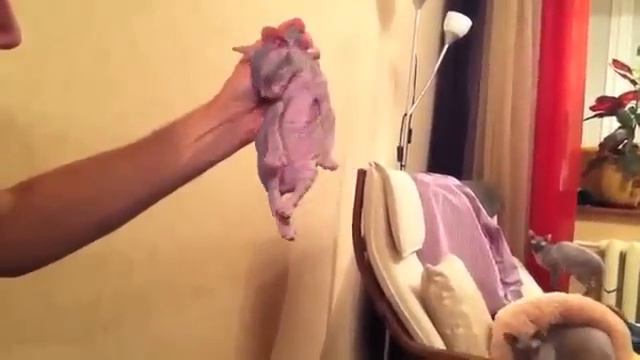 Как усыпить маленького сфинкса :) смотреть онлайн