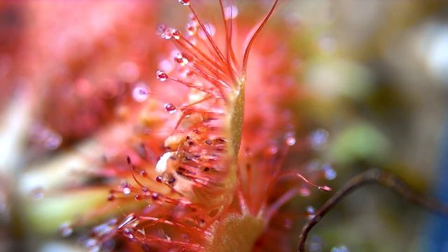 Feeding A Sundew Carnivorous Plant! | Timelapse Ep16: Drosera Capillaris