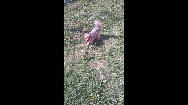 Песня диких Йорков смотреть онлайн