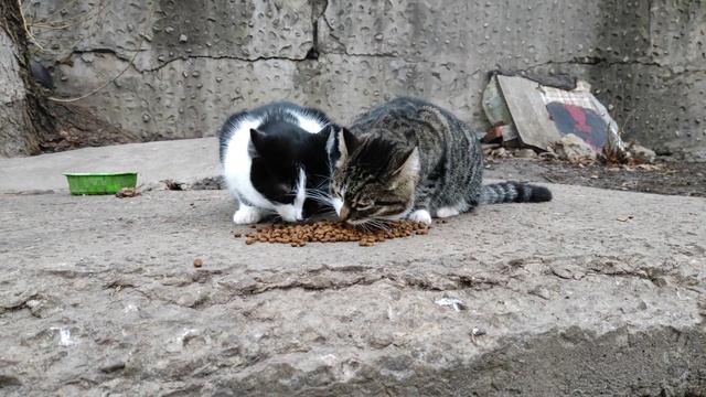 Кормлю уличных котиков после новогодних праздников смотреть онлайн