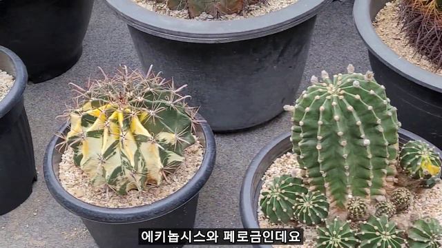 농원 방문(1. 선인장), Gardening farm(Cactus) 코피아포아, 목단등 귀한 선인장 구경하세요(Copiapoa, Ariocarpus) смотреть онлайн
