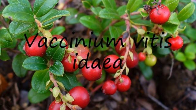 How To Pronounce Vaccinium Vitis Idaea?