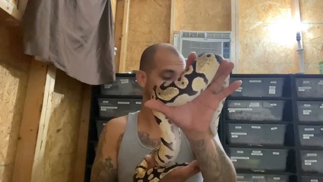 Part 2 of my ball python collection. (#2,#3) смотреть онлайн