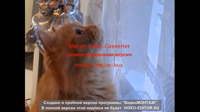 Рыжое чудо охотится смотреть онлайн