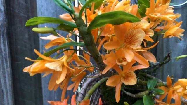 Dendrobium Stardust ‘Firebird’
