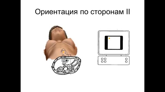 Введение в ультразвуковую анатомию смотреть онлайн