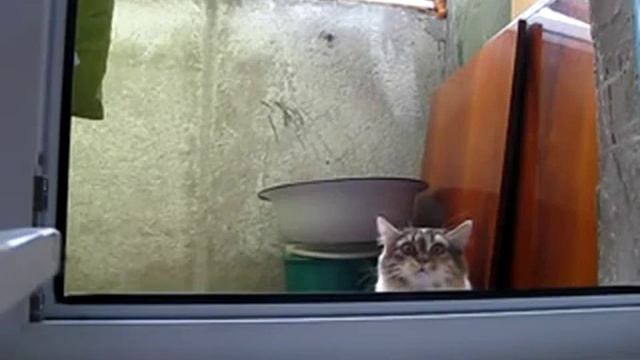 INCEPTION CAT (INCEPTION Theme Song) смотреть онлайн