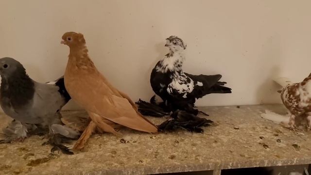 Игровые голуби. Узбекские двухчубые голуби. В ГОСТЯХ У УСТО БАХТЫ АКА. САМАРКАНД СЕЛЬСКИЙ РАЙОН. смотреть онлайн