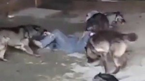 Как волки рвут человека