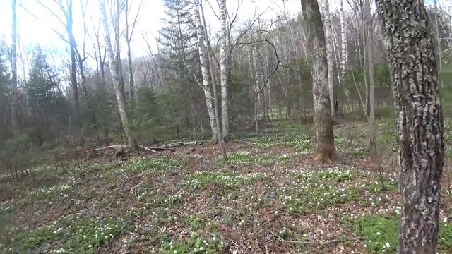 ОТЛОЖИЛИ ВСЕ ДЕЛА И РВАНУЛИ В ТАЙГУ. 18+ смотреть онлайн