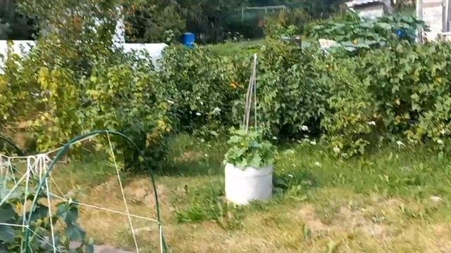 ЕДЕМ НА ДАЧУ И СНОВА СРЁМСЯ. ПОЗОРНИКИ смотреть онлайн