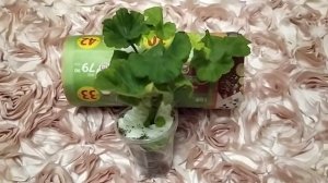 Лучшие сортовые пеларгонии.Посылка №6 с пеларгониями .Понравилась ! Новинки тюльпанки и мини !