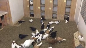 Пермские высоколётные голуби