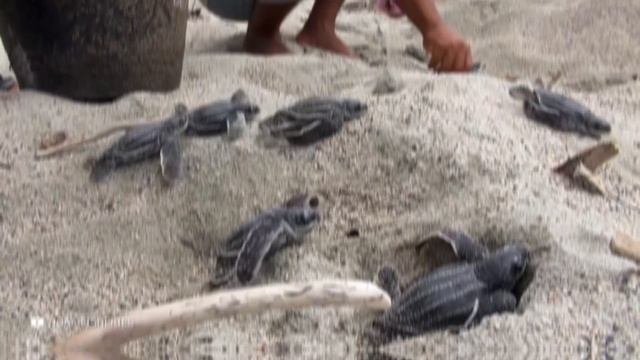 Аллигаторовая Черепаха Разрывает Арбуз за Один Укус смотреть онлайн