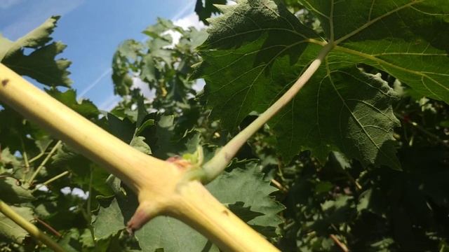 Виноград. А что с пасынками делать ???