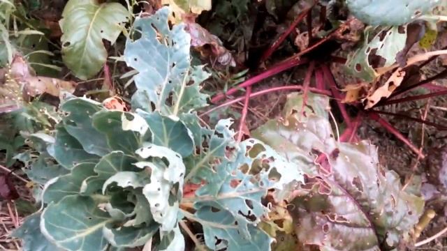 Выращивание свеклы - Эккендорфская свекла смотреть онлайн