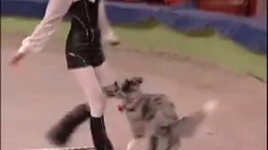 Пермский Цирк