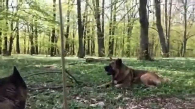 Живой диалог смотреть онлайн