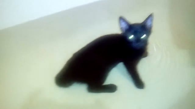 Кот Марти Купается смотреть онлайн