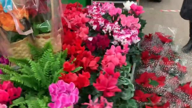 Камелия японская! И не только! Много красоты в ОБИ! 25.12.2020 смотреть онлайн