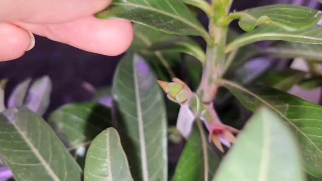 Адениумы//Новости с подоконника и результаты конкурса на название сеянца. смотреть онлайн