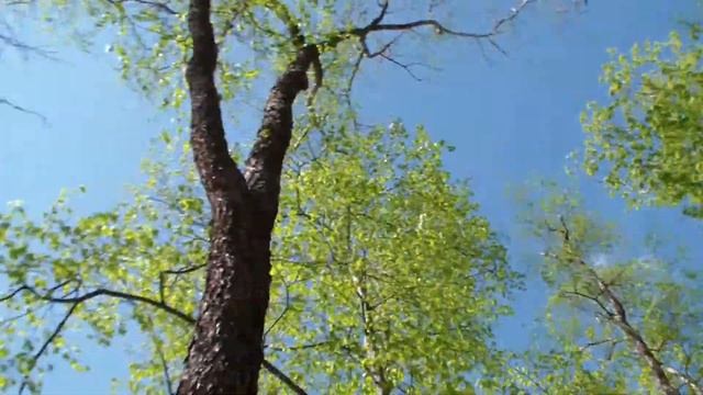 Как выглядит небо из гамака.