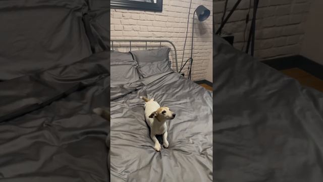 Постельное белье TANI.POSTEL коллекция Сатин, оттенок «Графит» смотреть онлайн