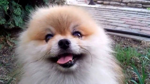 Филя акробат ПОДПИШИСЬ! Он старался. смотреть онлайн