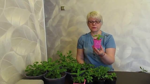 Какую рассаду цветов можно прищипывать?11.04.2019 смотреть онлайн