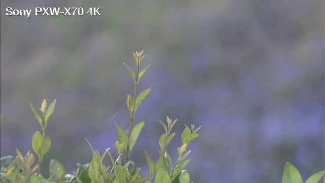 Sony PXW-X70 4K field test: Jody Eldred DP/Editor смотреть онлайн