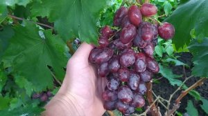 Виноград Румейка 2021г.