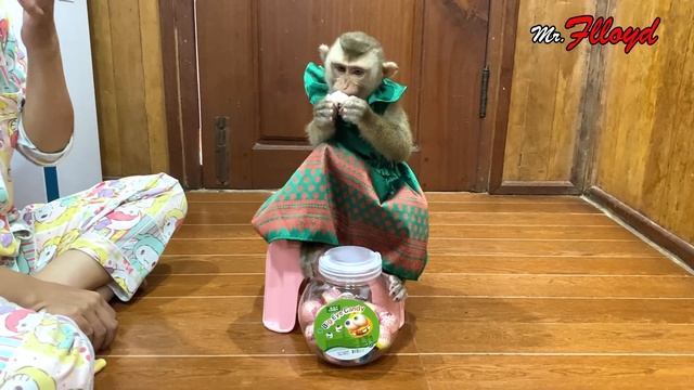 Playful Judee Try To Catch Mom Without Using Her Eyes смотреть онлайн