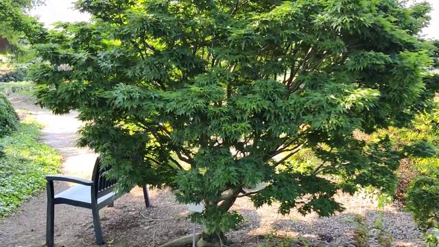 Japanese Maples - Show-Garden Stroll at Baumschule Hachmann (nursery) смотреть онлайн