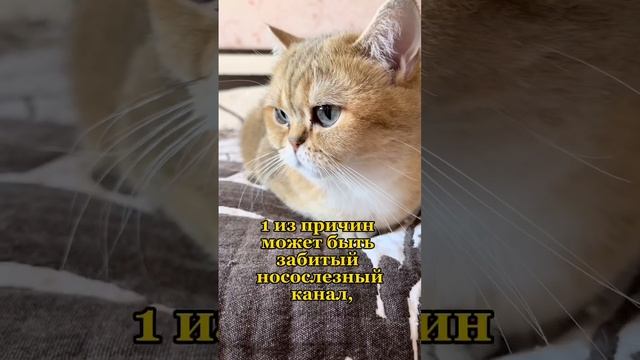 Итог: небольшие коричневые выделения - норм✅, обильные или имеющие другой цвет - НЕ норм❌ смотреть онлайн