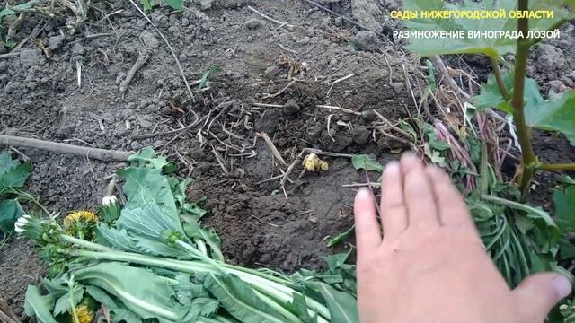Размножение винограда лозой.Размножение винограда прикопом смотреть онлайн