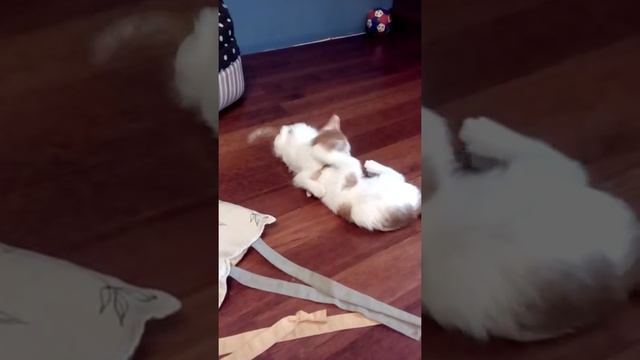 Котята метис Мейн-кун и Ангорской кошки. смотреть онлайн