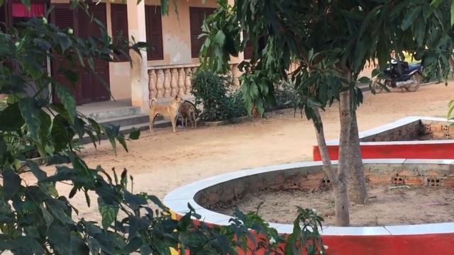 Dog breeding in the village - Разведение собак в деревне -Сладкая парочка смотреть онлайн