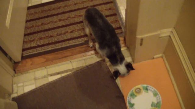 Dog's sudden loss of balance- Ataxia or Stroke смотреть онлайн