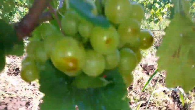 20160720 Виноград Колобок смотреть онлайн