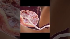 Рождение плаценты