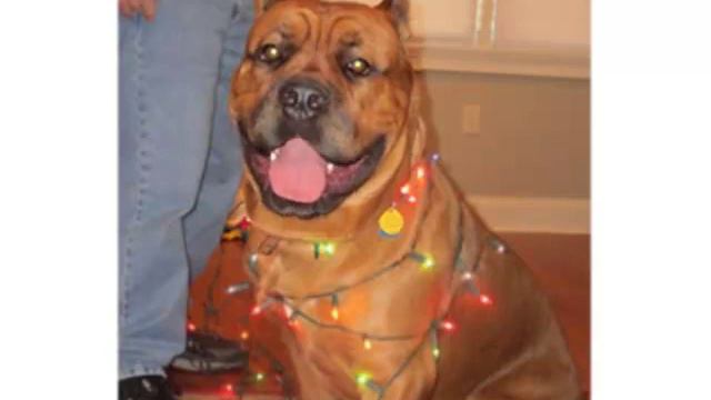 Cartman Cane Corso sings a Merry Christmas song to Kyle. смотреть онлайн