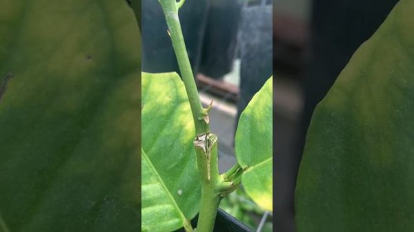 Прививки на помело от CitrusParadise