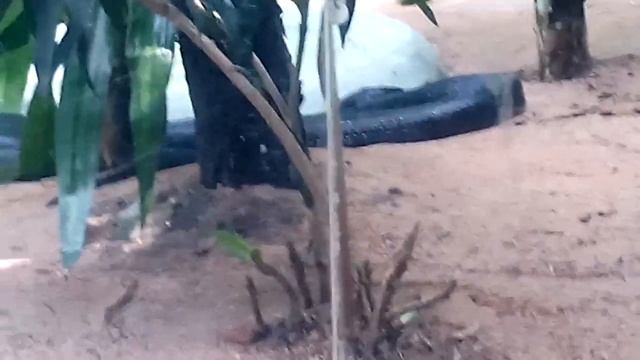 King Cobra (Ophiophagus Hannah)- Poisonous snakes смотреть онлайн