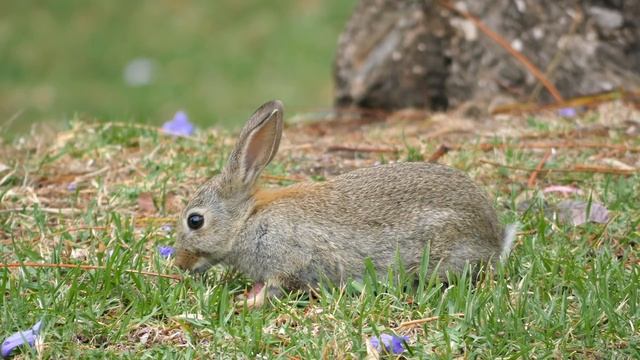 Cute Bunny Video with Relaxing Piano Music | Soothing Music for Stress Relief 4K Videos смотреть онлайн
