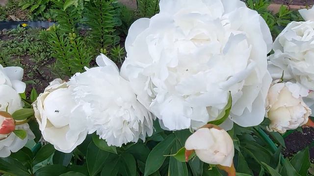 Белый пион. Неизвестный средне-поздний сорт.Очень хорош собой! Определяем сорт.Июнь 2023. смотреть онлайн