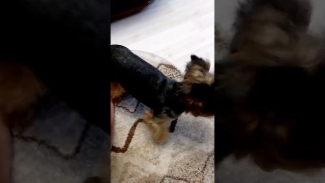 Йоркширский терьер по имени Бакс/Что за порода (3) смотреть онлайн