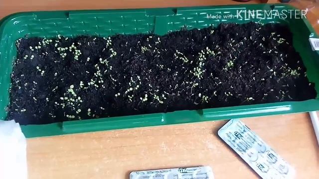 Черная ножка.Рассада петунии.Спасаем углем. смотреть онлайн