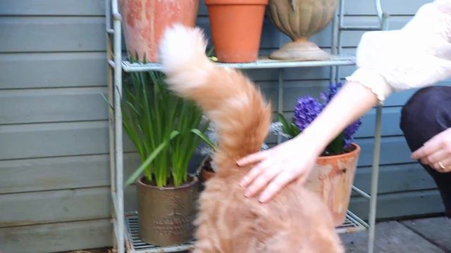 I planted A LOT of Spring bulbs 🌷🥰 | March GARDEN TOUR (Tulips, Daffodils & more!) смотреть онлайн