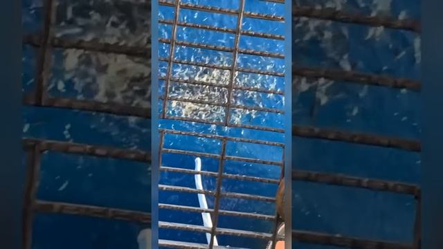 Утречко! Завтрак? смотреть онлайн