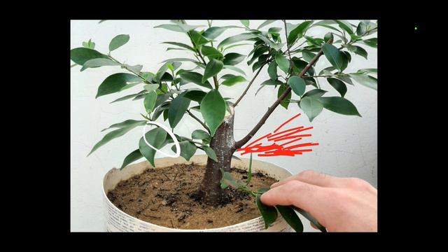 Essa planta vai virar um Bonsai INCRIVEL! - Minha árvore e sua opinião смотреть онлайн